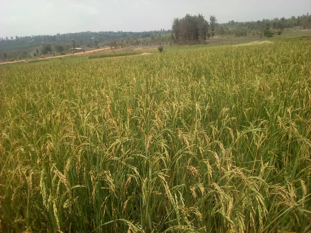 Minisitiri w’Intebe yasabye ibigo by’ubwishingizi kudakerereza abahinzi bakeneye gushumbushwa